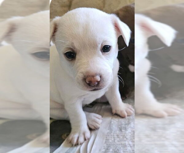 Medium Photo #1  Puppy For Sale in , 