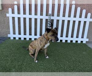 Mutt Dogs for adoption in Modesto, CA, USA