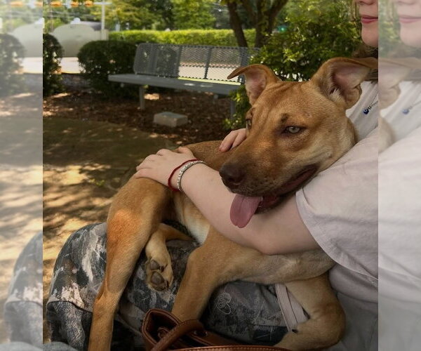 Medium Photo #4 Australian Kelpie-Unknown Mix Puppy For Sale in FRAMINGHAM, MA, USA