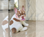 Small French Bulldog