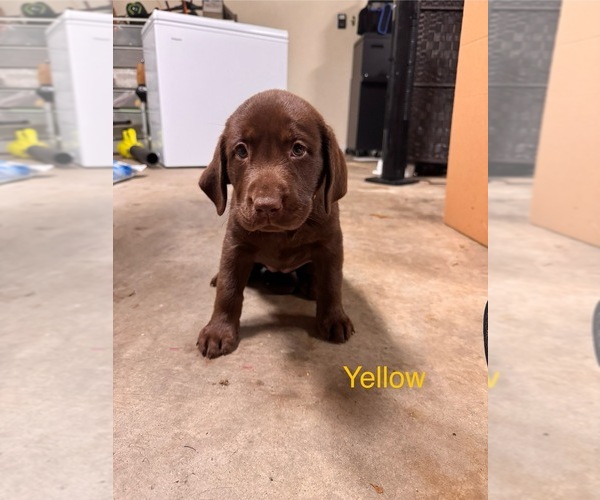 Medium Photo #1 Labrador Retriever Puppy For Sale in CLOVERDALE, VA, USA