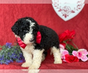 Bernedoodle Puppy for sale in LANCASTER, PA, USA