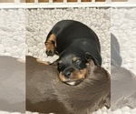 Small #2 Dachshund