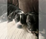 Small #3 Mutt