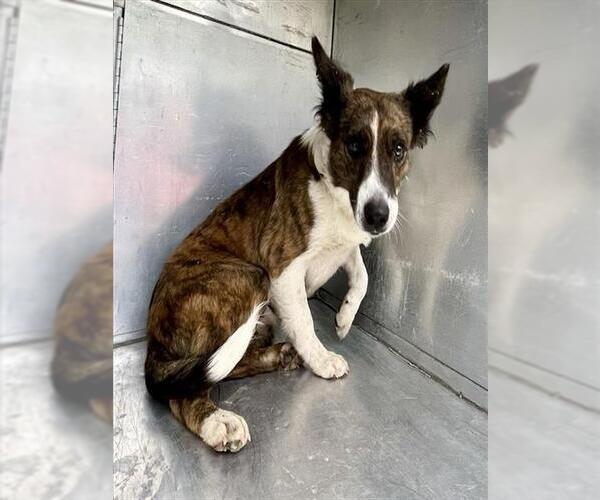 Medium Photo #1 Border Collie-Unknown Mix Puppy For Sale in Waco, TX, USA