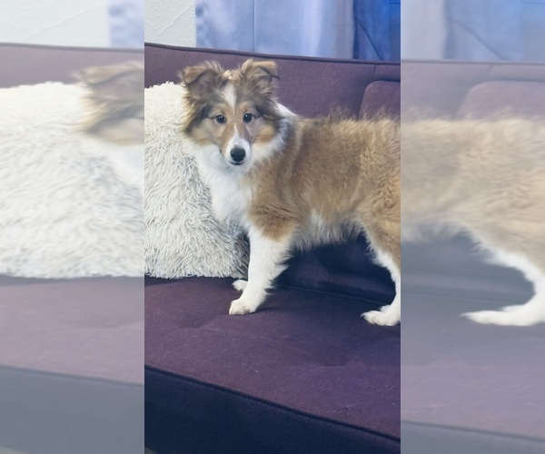 Medium Photo #2 Shetland Sheepdog Puppy For Sale in SIOUX CITY, IA, USA