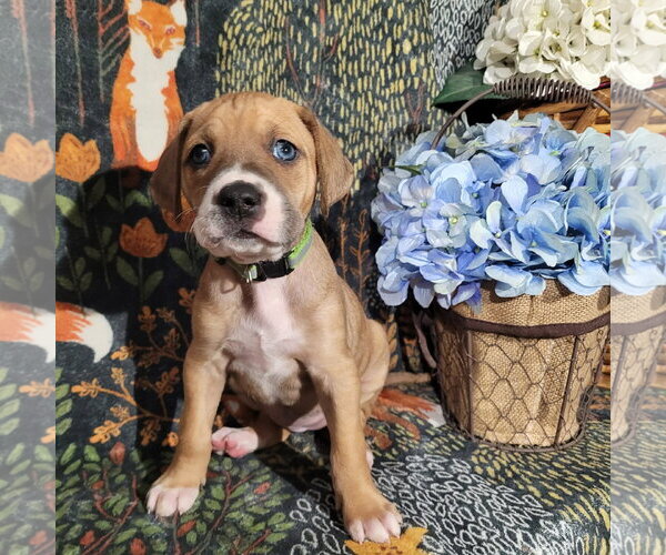 Medium Photo #3 Mutt Puppy For Sale in Holly Springs, NC, USA