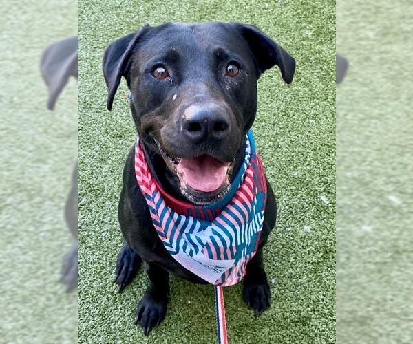 Medium Photo #1 Labrador Retriever-Unknown Mix Puppy For Sale in Fayetteville, NC, USA