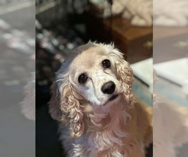 Medium Photo #4 Cocker Spaniel Puppy For Sale in Brights Grove, Ontario, Canada