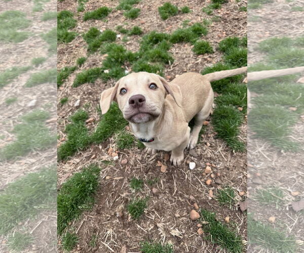 Medium Photo #4 - Mix Puppy For Sale in Greenville, SC, USA