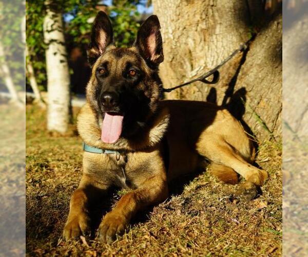 Medium Photo #2 Mutt Puppy For Sale in Santa Barbara, CA, USA