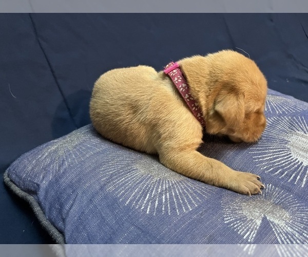 Medium Photo #28 Labrador Retriever Puppy For Sale in BARTLETT, IL, USA