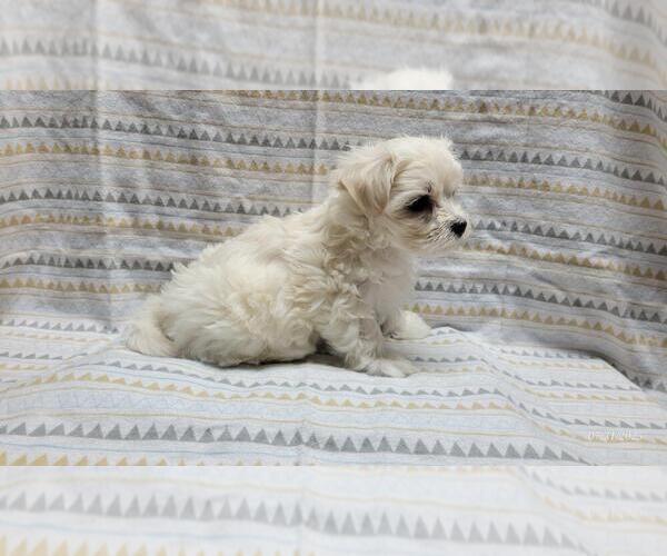 Medium Photo #7 Maltipoo Puppy For Sale in BROOKFIELD, MO, USA