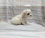 Small Photo #7 Maltipoo Puppy For Sale in BROOKFIELD, MO, USA