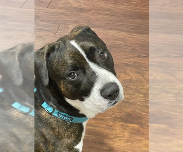 Medium Photo #1 Boxador Puppy For Sale in Chandler, AZ, USA