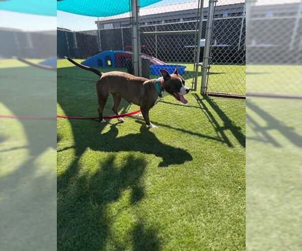 Medium Photo #1 Mutt Puppy For Sale in San Bernardino, CA, USA