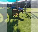 SADIE - Female Mutt Dog for Adoption - Small photo