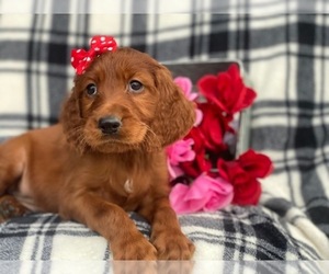 Irish Setter Puppy for sale in EAST EARL, PA, USA