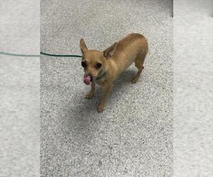 Chihuahua-Unknown Mix Dogs for adoption in Pasadena, TX, USA