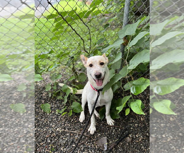 Medium Photo #4 Mutt Puppy For Sale in Elmsford, NY, USA