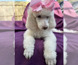 Poodle (Standard) Puppy for Sale in GREENSBORO, North Carolina USA