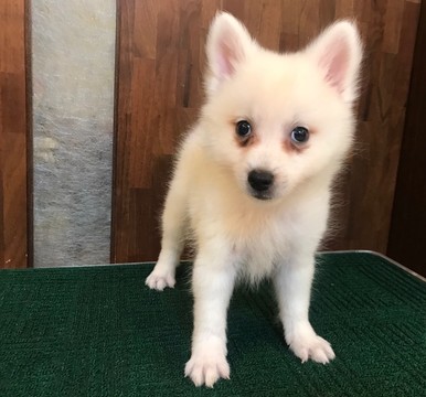 Medium Photo #3 Japanese Spitz Puppy For Sale in HOLLYWOOD, CA, USA