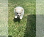 Small Photo #3 Pomeranian Puppy For Sale in MILTON, WA, USA
