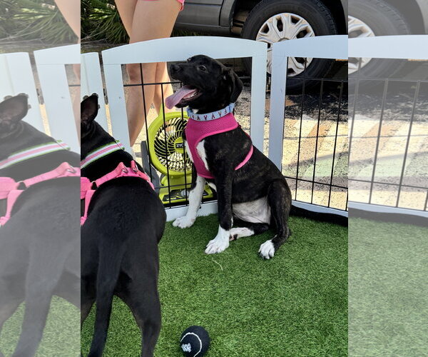 Medium Photo #4 Mutt Puppy For Sale in Sanford, FL, USA
