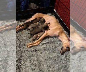 Mother of the Whippet puppies born on 04/01/2024