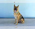 Small #1 German Shepherd Dog
