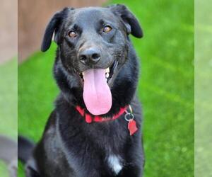 Labrador Retriever-Unknown Mix Dogs for adoption in San Diego, CA, USA