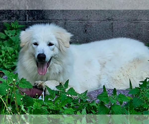 Medium Photo #3 Great Pyrenees-Unknown Mix Puppy For Sale in Brooklyn Center, MN, USA