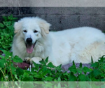 Small #2 Great Pyrenees Mix