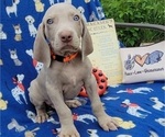 Small Photo #16 Weimaraner Puppy For Sale in NEWCASTLE, OK, USA