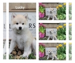 Small Photo #16 American Eskimo Dog-Pomsky Mix Puppy For Sale in NILES, OH, USA