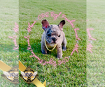 Small #5 French Bulldog