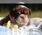 Small Photo #2 Bulldog Puppy For Sale in MONUMENT, CO, USA