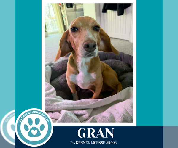 Medium Photo #3 Beagle-Unknown Mix Puppy For Sale in Kimberton, PA, USA