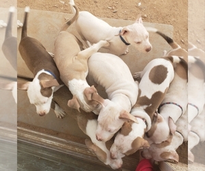 American Pit Bull Terrier Puppy for sale in EL MIRAGE, AZ, USA