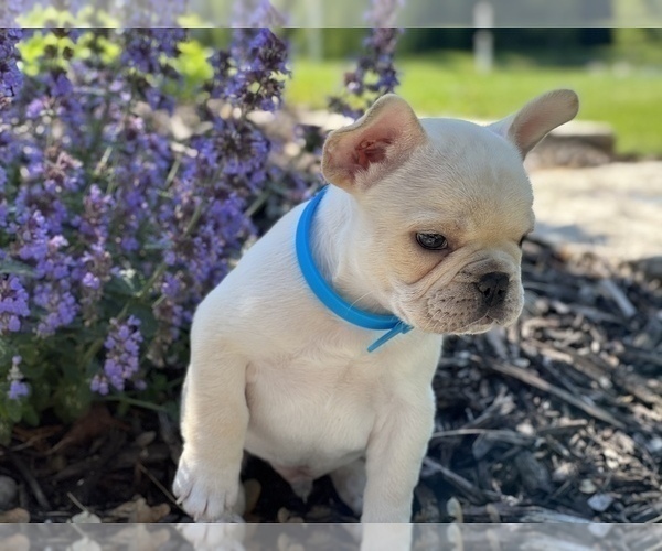 Medium Photo #2 French Bulldog Puppy For Sale in HUDSONVILLE, MI, USA