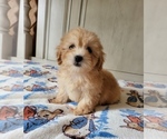 Small Photo #7 Maltipoo Puppy For Sale in TEMECULA, CA, USA