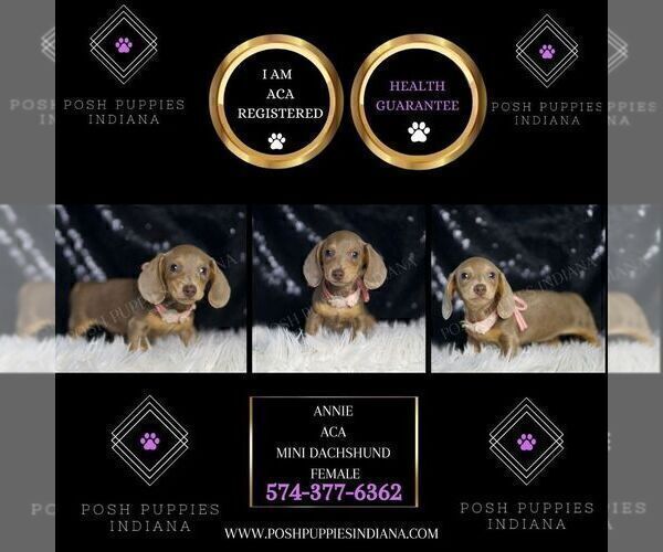 Medium Photo #2 Dachshund Puppy For Sale in WARSAW, IN, USA