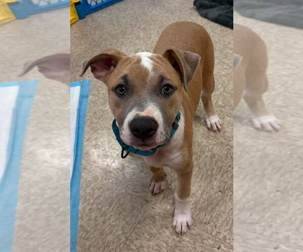Medium Photo #16 Mutt Puppy For Sale in Wenonah, NJ, USA
