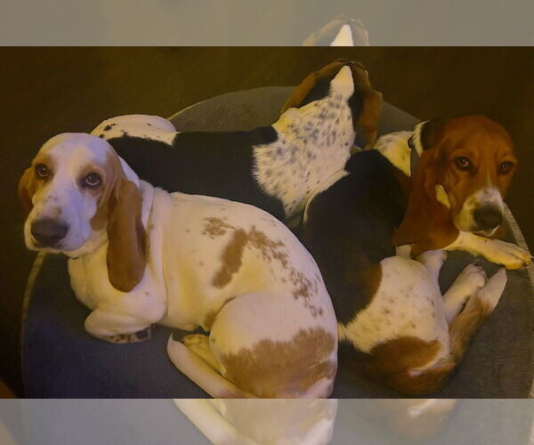 Medium Photo #12 Basset Hound Puppy For Sale in Petaluma, CA, USA