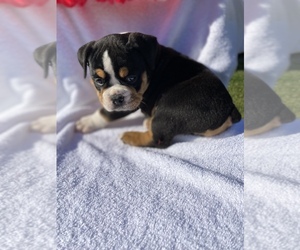 Olde English Bulldogge Puppy for sale in BEECH GROVE, IN, USA