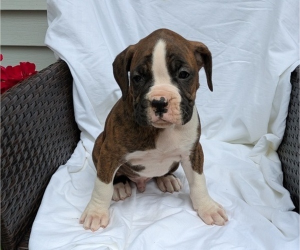 Medium Photo #8 Boxer Puppy For Sale in GOSHEN, IN, USA