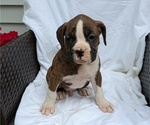 Small Photo #29 Boxer Puppy For Sale in GOSHEN, IN, USA