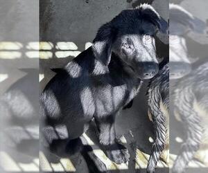 Labrador Retriever-Unknown Mix Dogs for adoption in Chula Vista, CA, USA