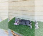 Puppy Puppy 1 American Bully