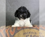 Small #3 Maltipoo (Toy)
